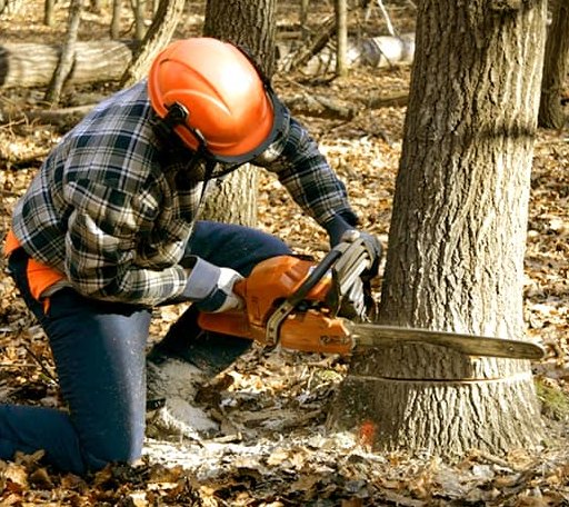 Tree Removal in Carney, MI